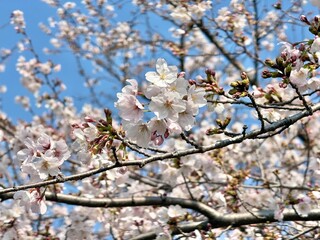 Fototapeta premium 桜の開花