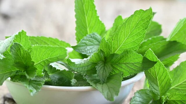 Wild mint (Mentha arvensis) leaves with coarsely serrated margin. Mentha arvensis plant leaves wooden background