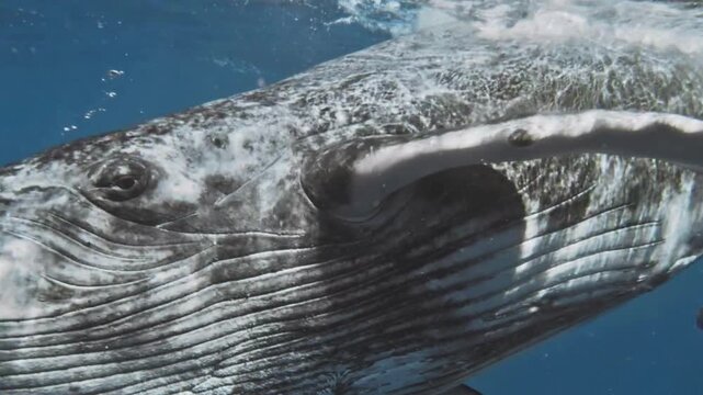 Humpback Whale Underwater Closeup with Pleated Throat