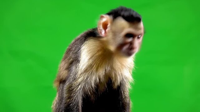 Close-up of a small monkey looking thoughtfully to the side against a vibrant green background, showcasing its detailed fur and expressive face