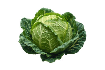 Obraz premium Fresh green cabbage head with outer leaves, a healthy whole vegetable for nutrition and organic natural food concepts