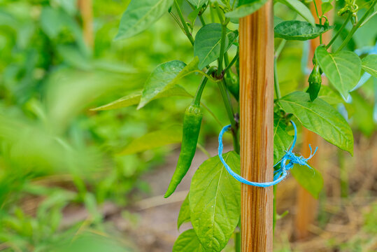 Fresh green chilli growing in a home garden