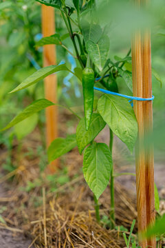 Fresh green chili in a backyard homegrown garden