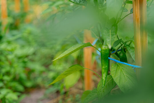 Homegrown green chili plant in a vibrant garden