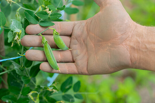 Hand holding fresh homegrown green peas