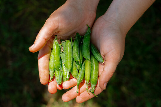 Freshly harvested homegrown green peas in hands