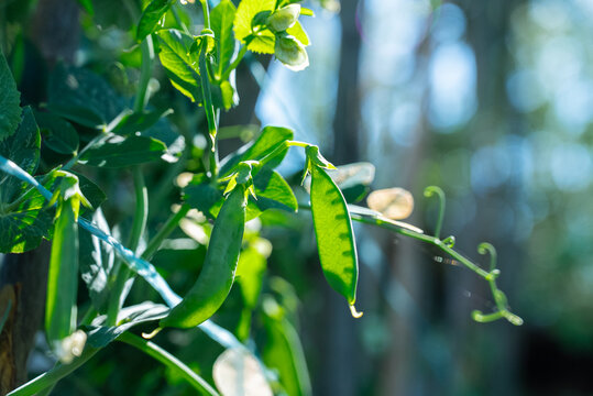 Sunlit homegrown green peas on a garden vine