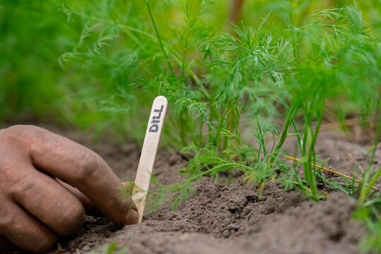 Hand placing a wooden marker in an organic garden bed