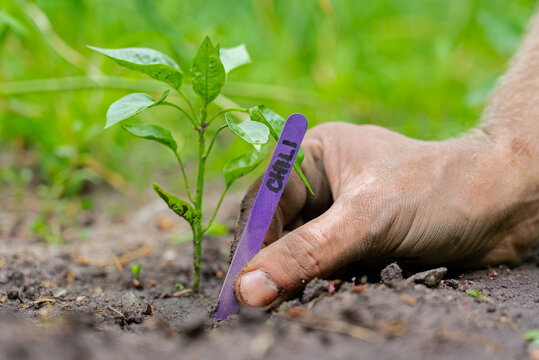 Hand placing a wooden marker in organic garden soil