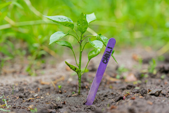 Young chili plant growing in garden with purple marker