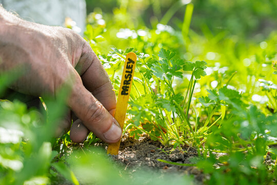 Organic gardening with parsley and sustainable practices