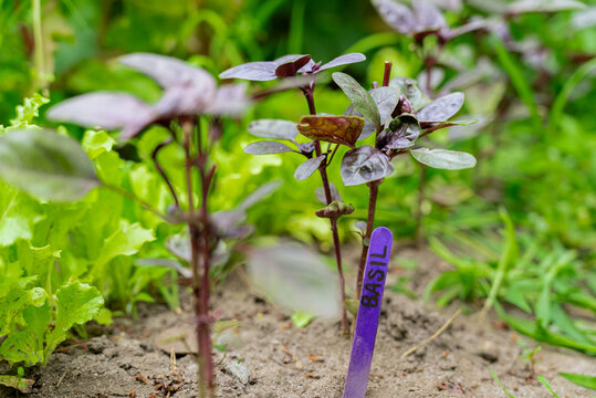 Basil plant growing in organic garden bed