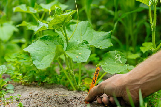 Hand placing a wooden marker in organic garden soil