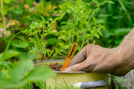 Hand placing a wooden marker in sustainable garden