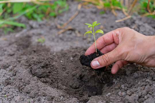 Hand planting seedling in the garden soil