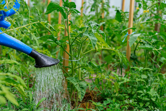 Watering tomato plants in a sustainable garden