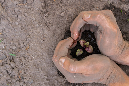 Hands nurturing a young plant in fresh soil