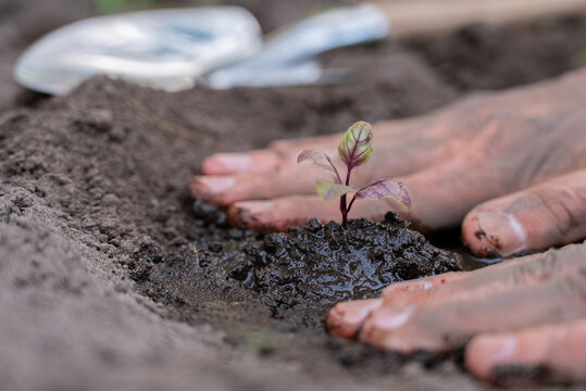 Hands nurturing a seedling for sustainable gardening