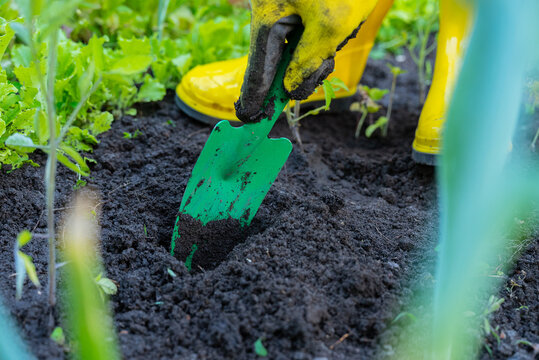 Gardening with sustainable practices and organic methods