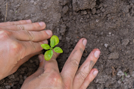 Hands planting a small seedling in fertile soil