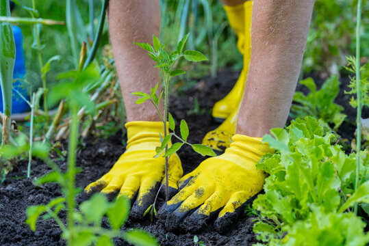 Gardening for sustainability and organic growth