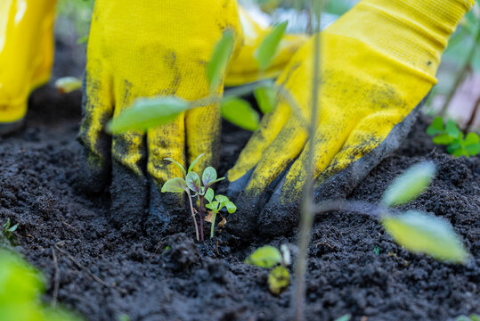 Hands nurturing young plant in organic gardening