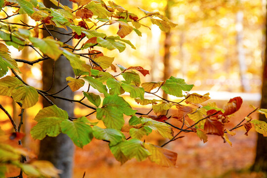 Autumn forest tree branch with colorful leaves in sunlight