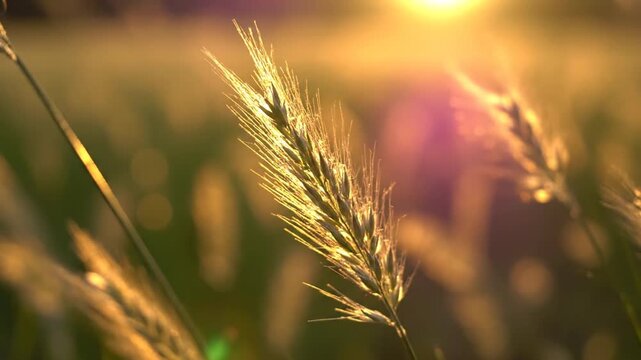 Close-up of sunlit golden grasses swaying in a warm field with soft blurred background, serene air!!