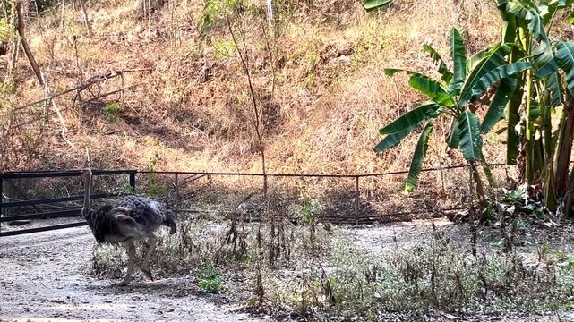 A graceful Ostrich (Struthio camelus) explores its sun-drenched habitat in a tropical forest setting.