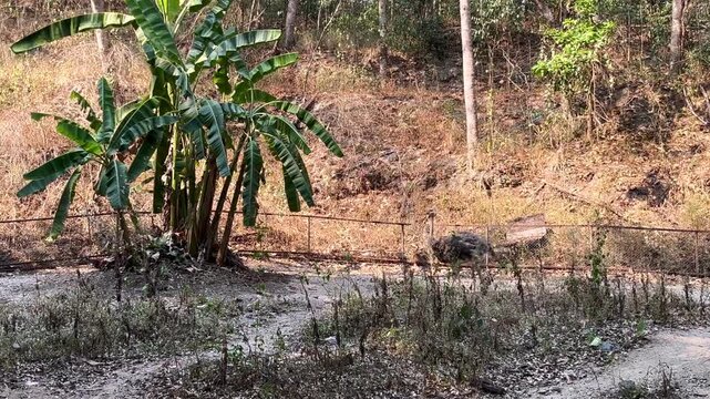 Majestic Ostrich Walking Through a Tropical Forest Enclosure