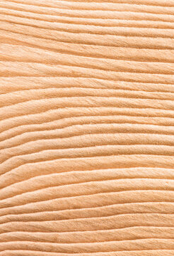 Lumber Pattern, close up