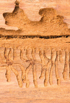 Beetle larvae boring tunnels, closeup