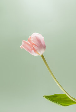 Elegant pink tulip against soft green background