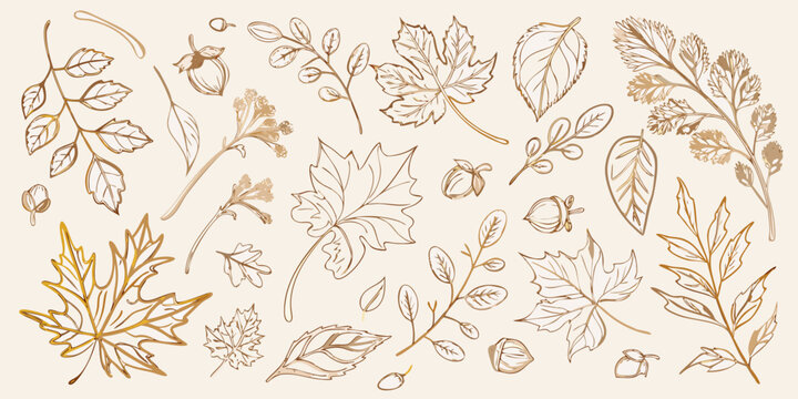 Botanical illustration of various leaves and plant elements in sketch style
