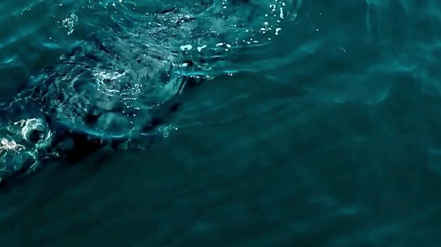 Humpback Whale Head Surfacing in Teal Ocean Closeup