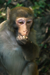 Obraz premium Rhesus Macaque Monkey Eating Food in Natural Forest Habitat, Cinematic Side Lighting on Expressive Primate Portrait, Wildlife Photography with Copy Space
