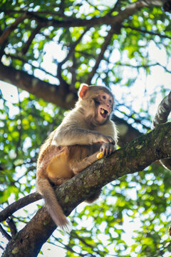 Emotive Rhesus Macaque Monkey Sitting on Tree Branch with Wide Open Mouth, Screaming or Surprised Expression in Dappled Forest Sunlight, Emotive Wildlife Close Up