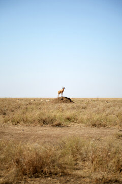 Antelope on termite mound in Serengeti grassland