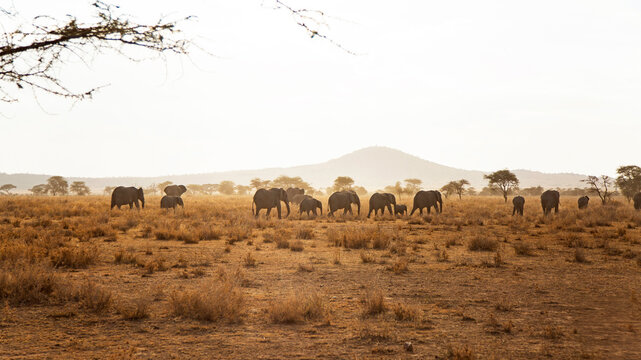 Elephant herd in the Serengeti during golden safari hours