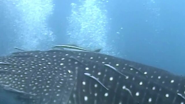 Whale Shark Back with Remoras Underwater Closeup