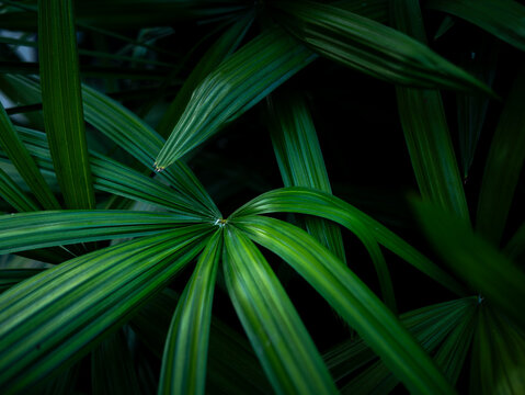 Dense green tropical foliage of Lady Palm leaves in nature garden, lush botanical background