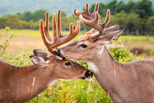 Friendly Bucks