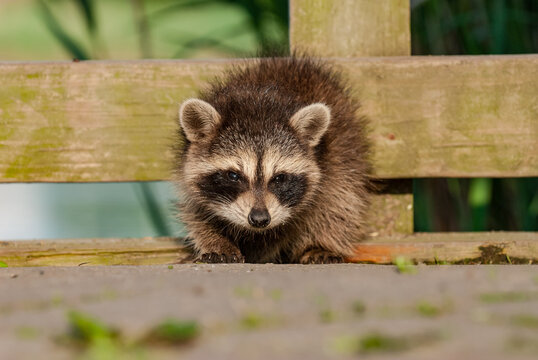Baby raccoon at an environmental center