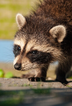 Baby raccoon exploring at an environmental center