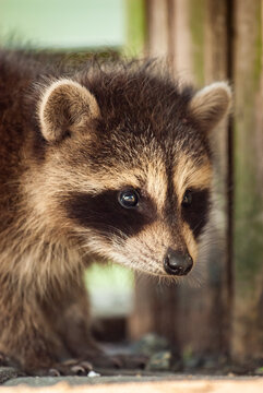 Curious baby raccoon exploring its natural habitat