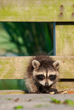 Curious baby raccoon exploring natural surroundings
