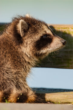 Baby raccoon at an environmental center in nature