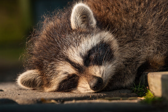 Young raccoon resting peacefully in its natural habitat