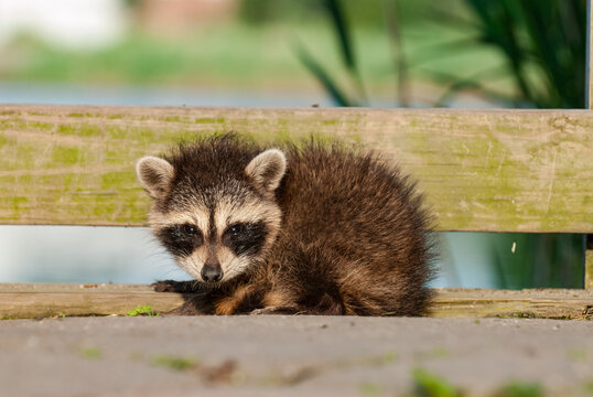 Baby raccoon resting at the environmental center