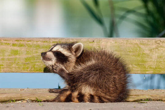 Baby raccoon in natural habitat near environmental center